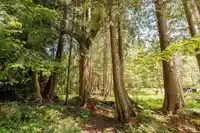 5819 TROUT LAKE ROAD - thumbnail 28