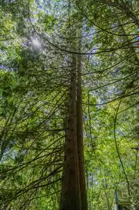 12882 STONE ROAD - thumbnail 11