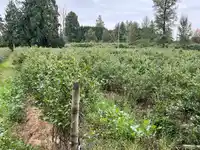 6863 BRADNER ROAD - thumbnail 6