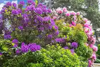 404 1425 ESQUIMALT AVENUE - thumbnail 29