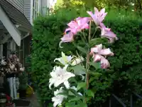11 1015 LYNN VALLEY ROAD - thumbnail 5