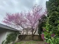 6442 SWANSON STREET - thumbnail 35