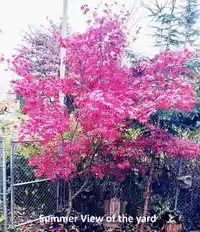 24 27090 32 AVENUE - thumbnail 35