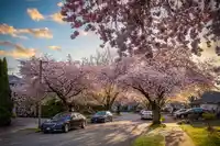 9072 BRIAR ROAD - thumbnail 34